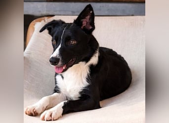 Marly ist eine feinfühlige Fellnase