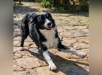 Marly ist eine feinfühlige Fellnase