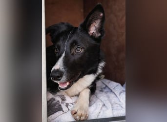 Marly ist eine feinfühlige Fellnase