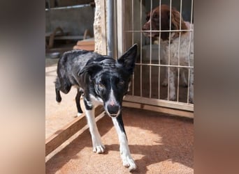 Marly ist eine feinfühlige Fellnase