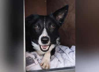 Marly ist eine feinfühlige Fellnase