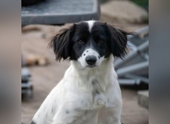 Alma ! Dringend Zuhause gesucht