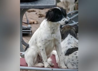 Alma ! Dringend Zuhause gesucht