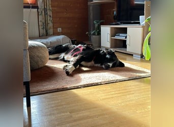 Menschenbezogene Zara sucht Zuhause❤️