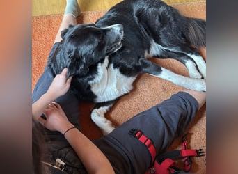 Menschenbezogene Zara sucht Zuhause❤️