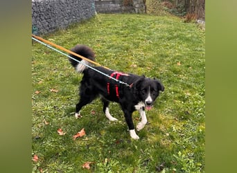 Menschenbezogene Zara sucht Zuhause❤️