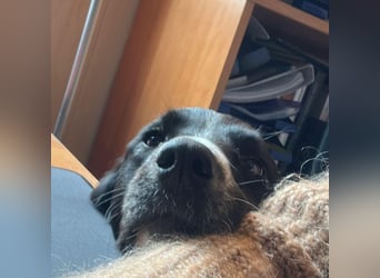 Menschenbezogene Zara sucht Zuhause❤️