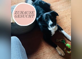 Menschenbezogene Zara sucht Zuhause❤️