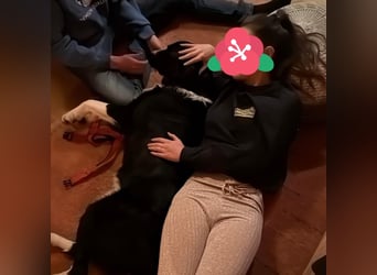 Menschenbezogene Zara sucht Zuhause❤️