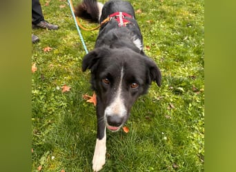 Menschenbezogene Zara sucht Zuhause❤️