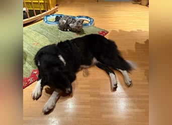 Menschenbezogene Zara sucht Zuhause❤️