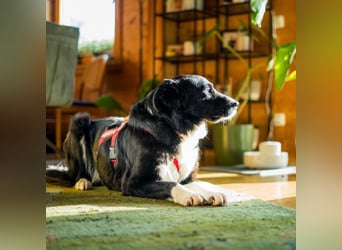 Menschenbezogene Zara sucht Zuhause❤️