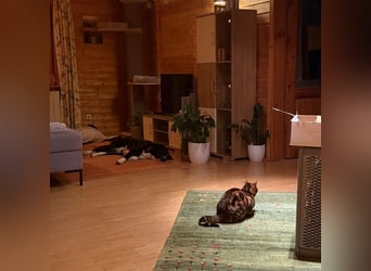 Menschenbezogene Zara sucht Zuhause❤️