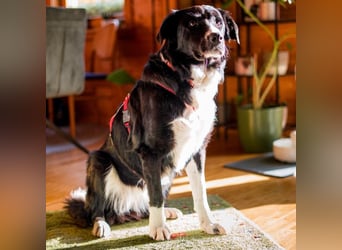 Menschenbezogene Zara sucht Zuhause❤️