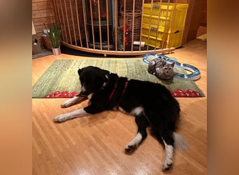 Menschenbezogene Zara sucht Zuhause❤️