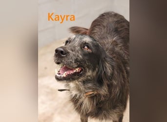 Kayra geb. 12/2021 (ESP) - liebevolle Border-Collie-Mix Dame!