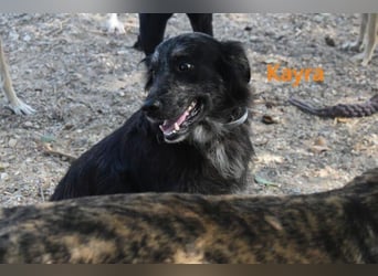 Kayra geb. 12/2021 (ESP) - liebevolle Border-Collie-Mix Dame!