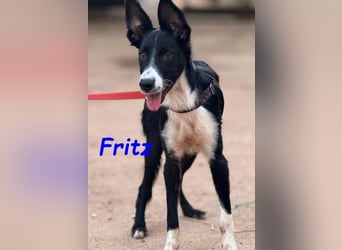 Fritz geb. 04/2025 (ESP) - verspielter und liebenswerter Border Collie-Galgo-Mix Welpe!