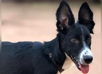 Fritz geb. 04/2025 (ESP) - verspielter und liebenswerter Border Collie-Galgo-Mix Welpe!