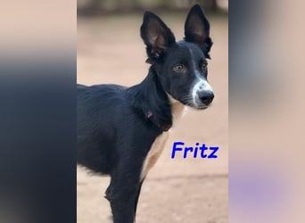Fritz geb. 04/2025 (ESP) - verspielter und liebenswerter Border Collie-Galgo-Mix Welpe!