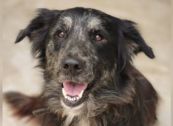 Kayra geb. 12/2021 (ESP) - liebevolle Border-Collie-Mix Dame!