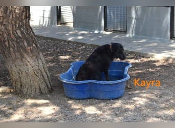 Kayra geb. 12/2021 (ESP) - liebevolle Border-Collie-Mix Dame!
