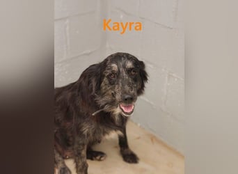 Kayra geb. 12/2021 (ESP) - liebevolle Border-Collie-Mix Dame!