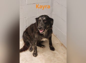 Kayra geb. 12/2021 (ESP) - liebevolle Border-Collie-Mix Dame!