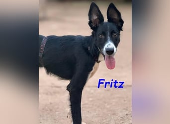 Fritz geb. 04/2025 (ESP) - verspielter und liebenswerter Border Collie-Galgo-Mix Welpe!