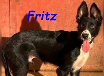 Fritz geb. 04/2025 (ESP) - verspielter und liebenswerter Border Collie-Galgo-Mix Welpe!