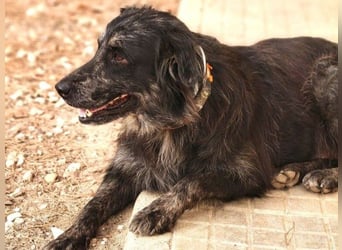 Kayra geb. 12/2021 (ESP) - liebevolle Border-Collie-Mix Dame!
