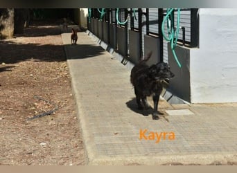 Kayra geb. 12/2021 (ESP) - liebevolle Border-Collie-Mix Dame!