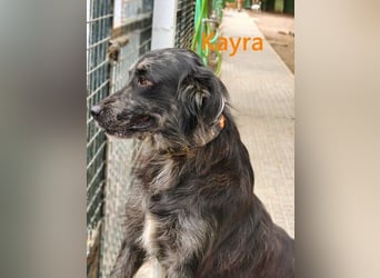 Kayra geb. 12/2021 (ESP) - liebevolle Border-Collie-Mix Dame!