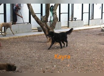Kayra geb. 12/2021 (ESP) - liebevolle Border-Collie-Mix Dame!