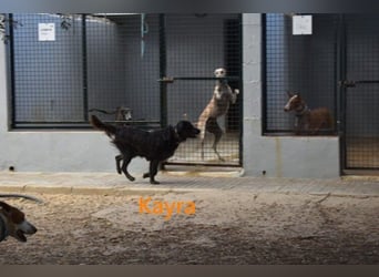 Kayra geb. 12/2021 (ESP) - liebevolle Border-Collie-Mix Dame!