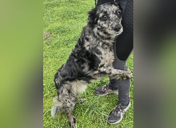 Florentino genannt Flo