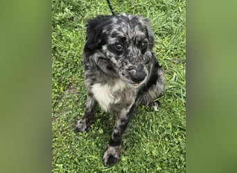 Florentino genannt Flo