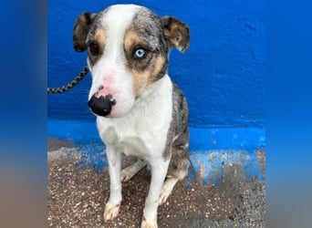 KLEIN der sanfte Rüde