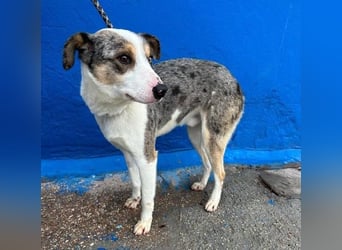 KLEIN der sanfte Rüde