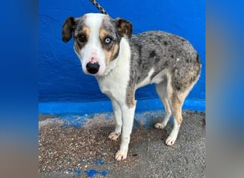 KLEIN der sanfte Rüde