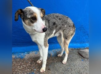 KLEIN der sanfte Rüde