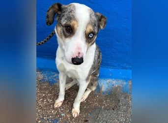 KLEIN der sanfte Rüde