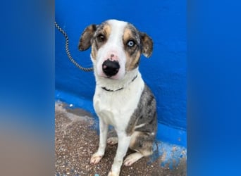 KLEIN der sanfte Rüde