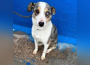 KLEIN der sanfte Rüde