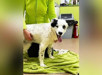 Hübsche Candy sucht ein Zuhause