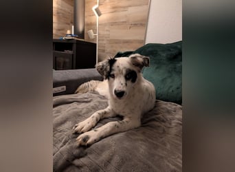 Hübsche Candy sucht ein Zuhause