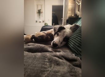 Hübsche Candy sucht ein Zuhause