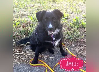 Amelie eine absolute Familienhündin
