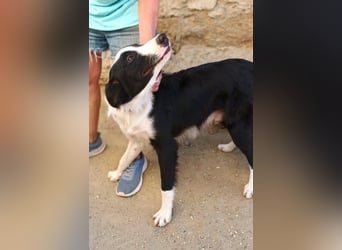 Sully - Border Collie Mischling - neugierig, lernfreudig, offen