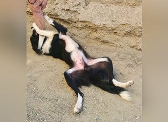 Sully - Border Collie Mischling - neugierig, lernfreudig, offen